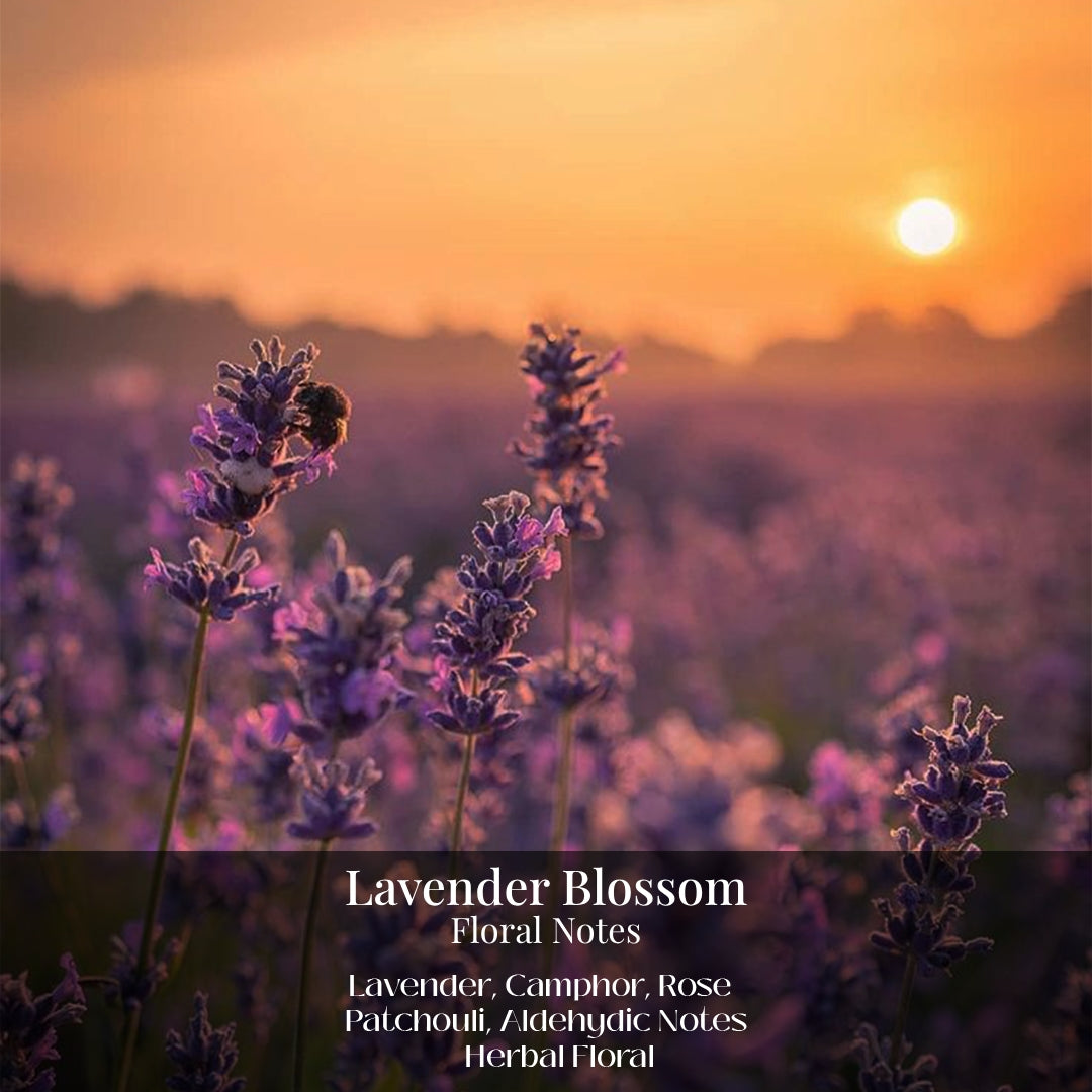Lavendar Blossom