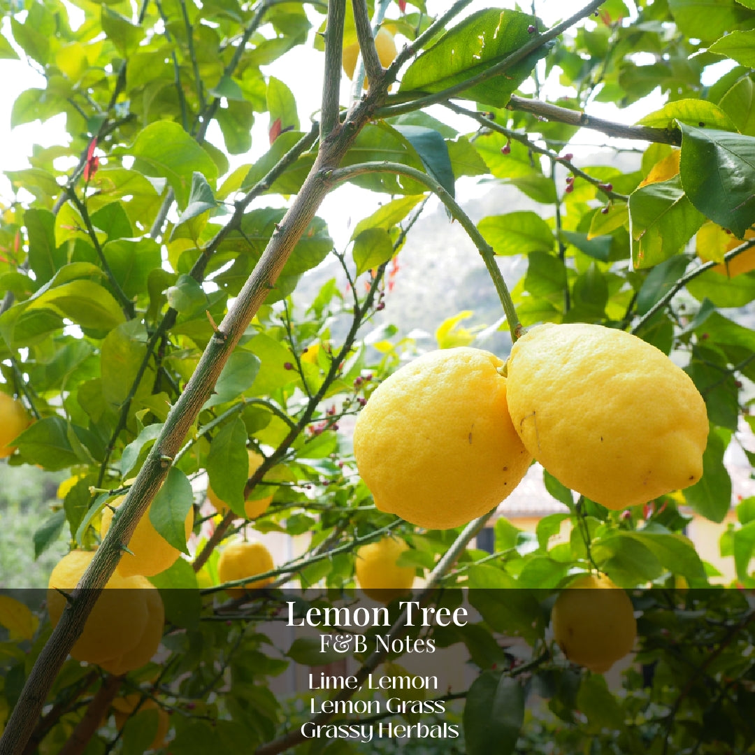 Lemon Tree